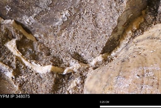 undet. Mollusca