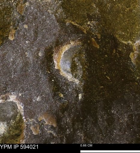 undet. Mollusca