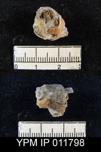 Marginifera sublaevis