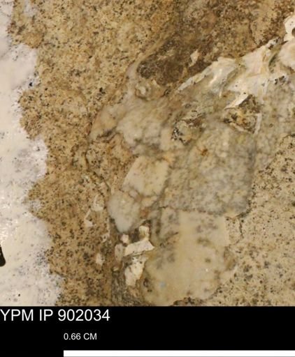 undet. Mollusca