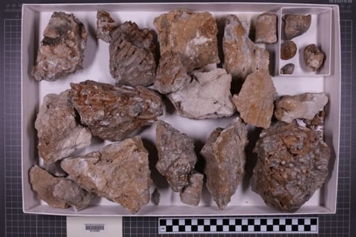 mixed taxa, stratigraphic collection