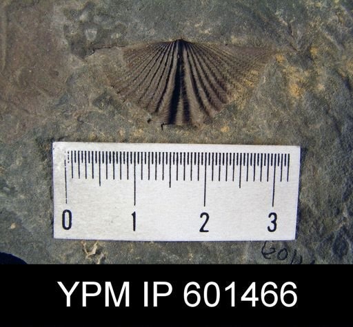 Mucrospirifer sp.