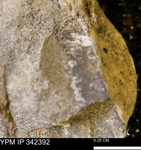undet. Mollusca