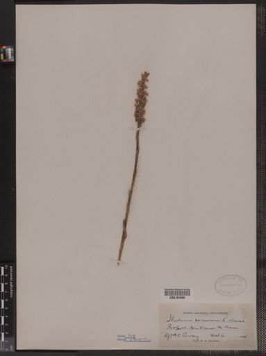Ibidium cernuum