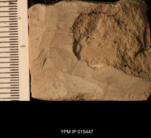 Protembia permiana