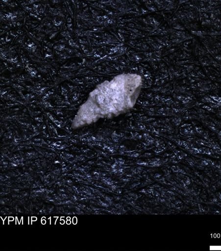 undet. Foraminiferida