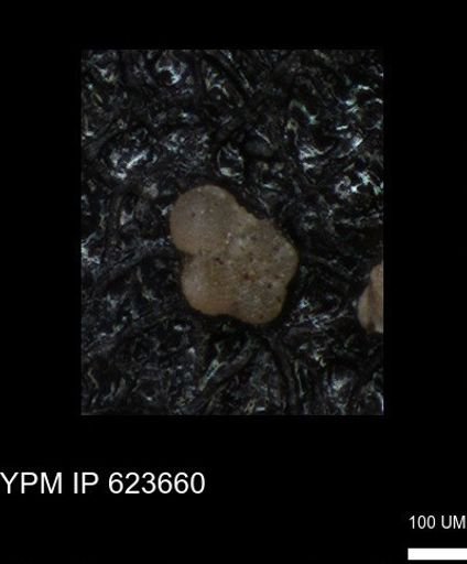 undet. Rugoglobigerinidae