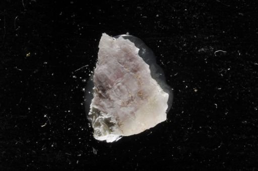 Biflustra tenuis