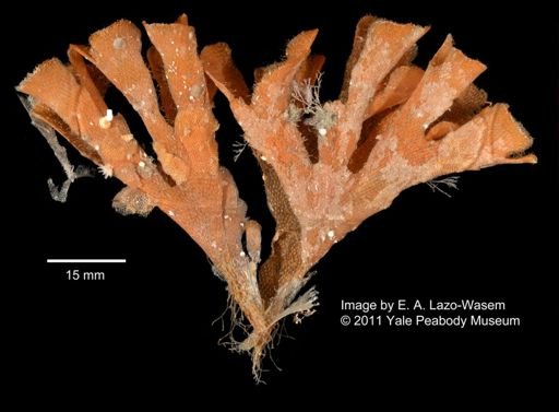 Bryozoa