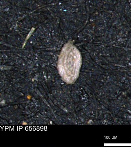 Spirolocammina?
