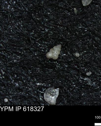 undet. Heterohelicidae