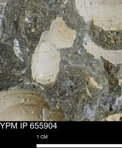 Limopsis striatopunctatus