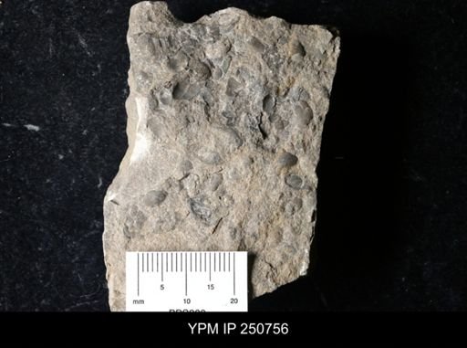 Ostracoda