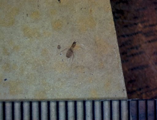 Diptera?