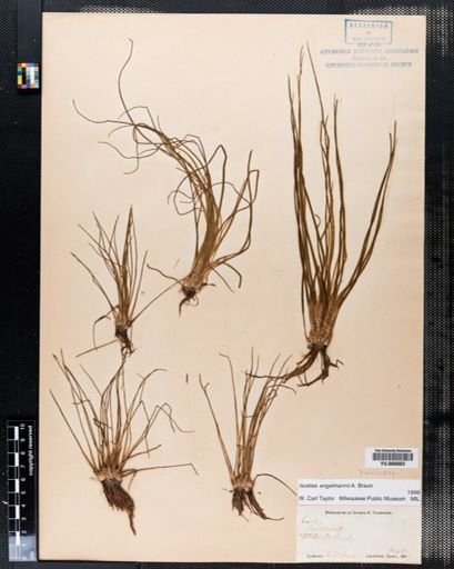 Isoetes engelmannii