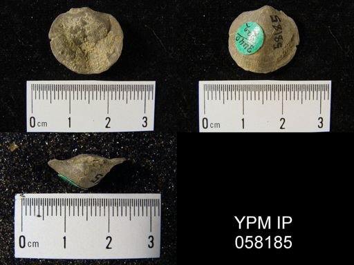 Dalmanella perelegans