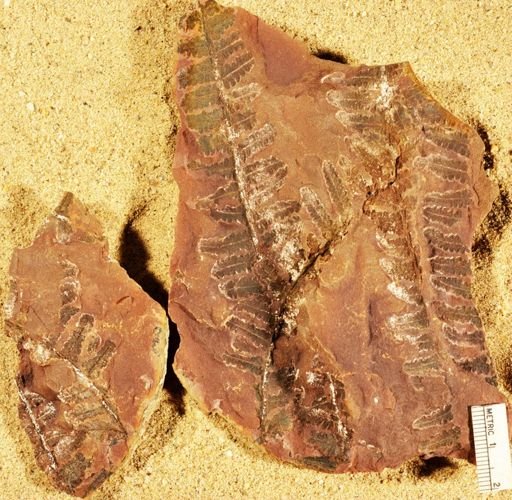 Pecopteris