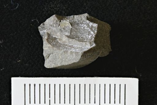 Oxytoma (Hypoxytoma)