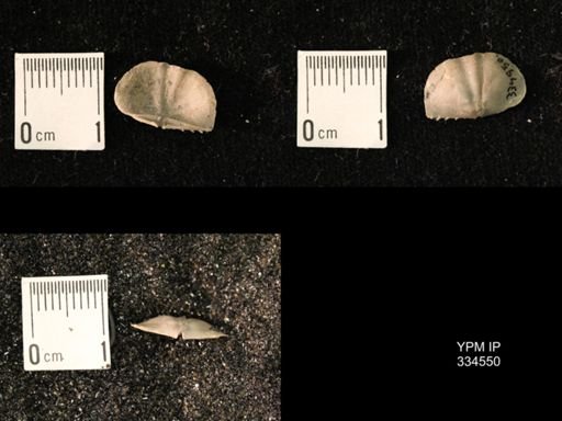 Mesolobus mesolobus decipiens