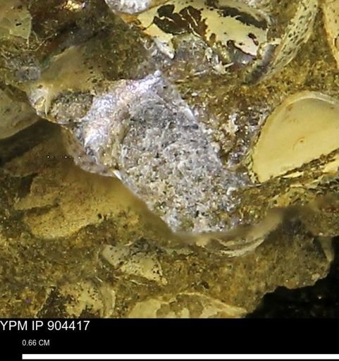 undet. Mollusca