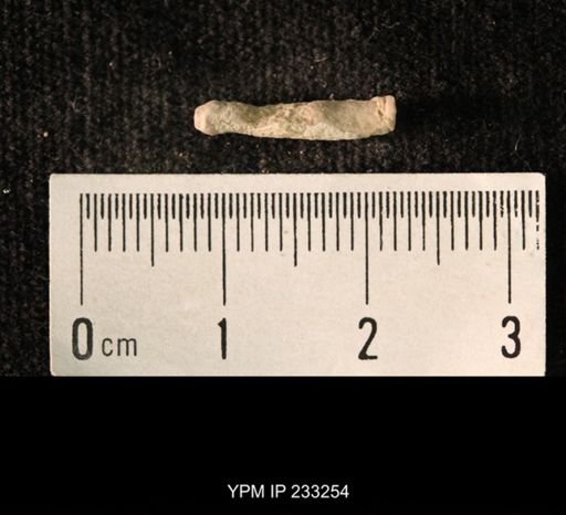 Archaeocidaris sp.