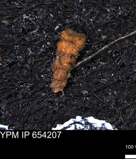 Verneuilinoides hectori