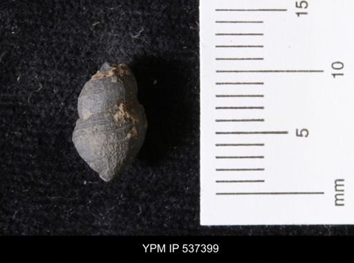 Goniobasis ortmanni