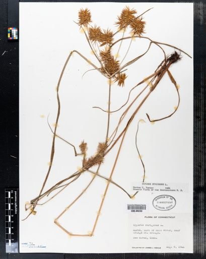 Cyperus strigosus