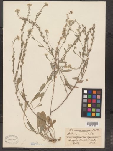 Berteroa incana