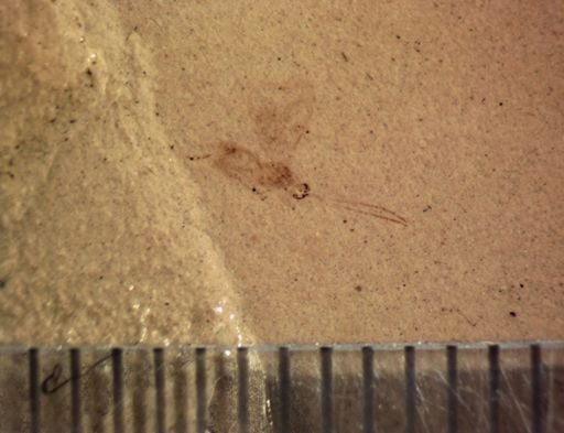 undet. Hymenoptera