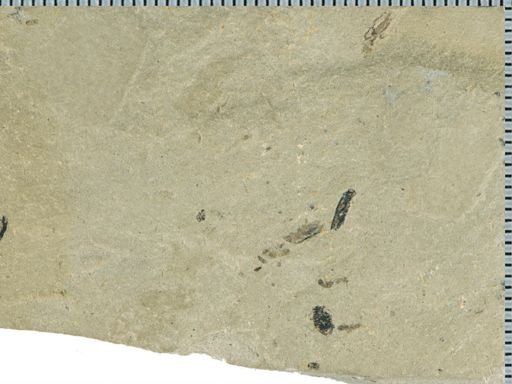 undet. Coleoptera