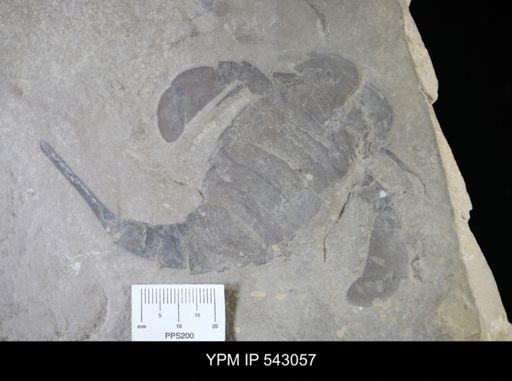 Eurypterus remipes remipes