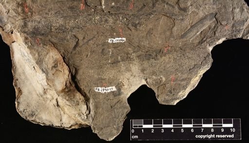 Lepidostrobus sp.