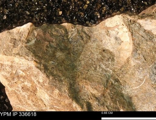 undet. Bivalvia
