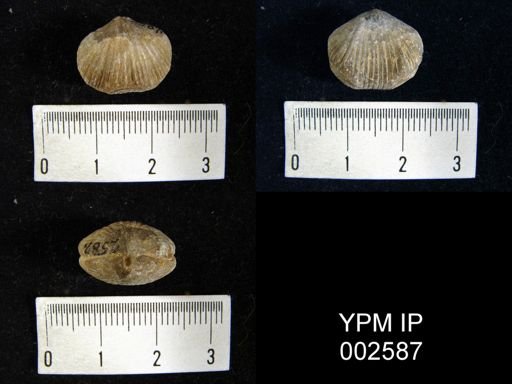 Uncinulus goldfussi