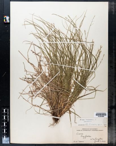 Carex canescens