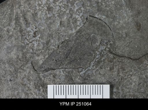 undet. Eurypterida