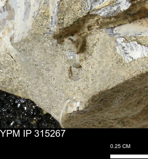 undet. Ammonoidea