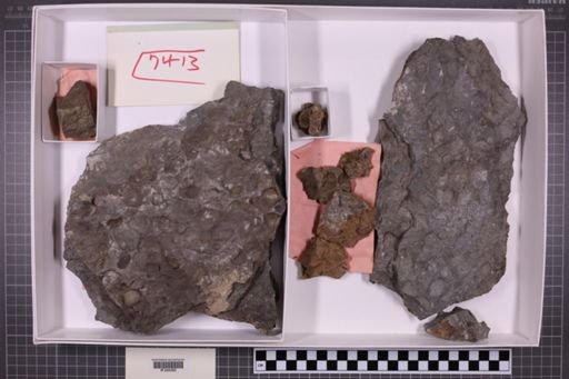 mixed taxa, stratigraphic collection