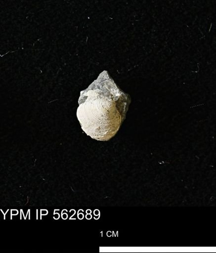 Limopsis striatopunctatus
