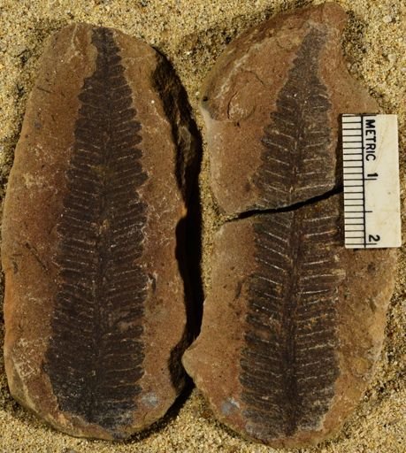 Pecopteris sp.