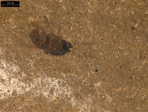 taxon undetermined