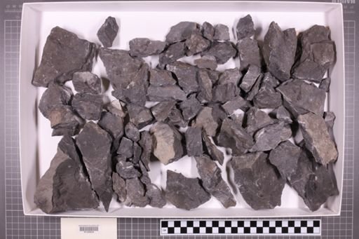 mixed taxa, stratigraphic collection
