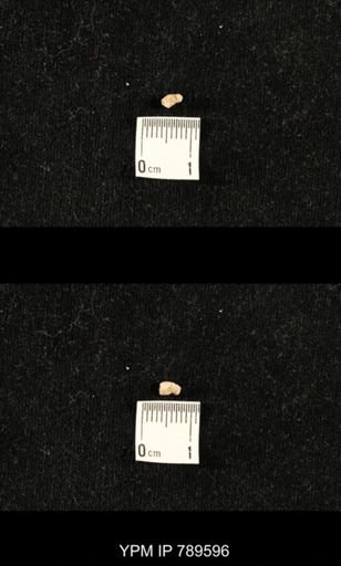 undet. Bryozoa