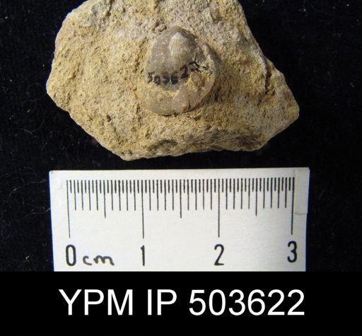 Composita windsorensis