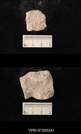 Lemmatophora minuta