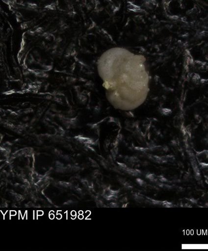 undet. Heterohelicidae