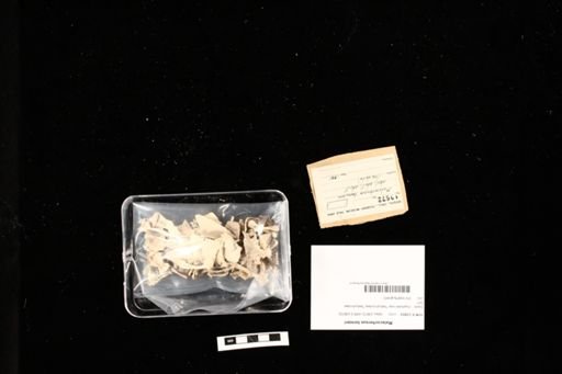 Malacochersus tornieri
