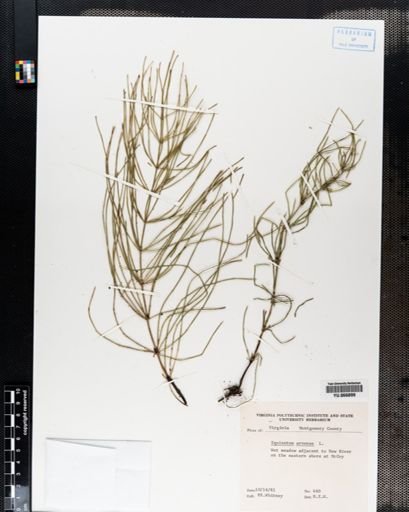 Plantae