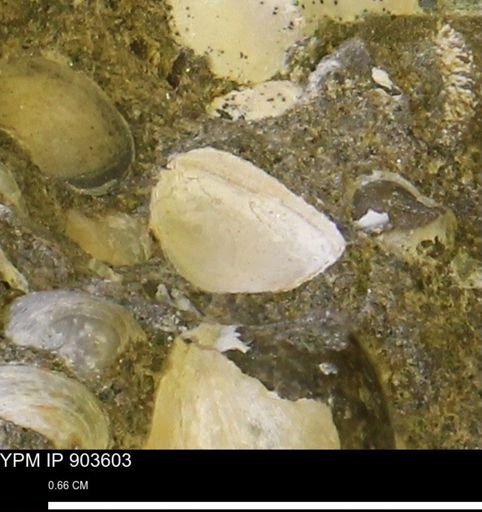 undet. Bivalvia